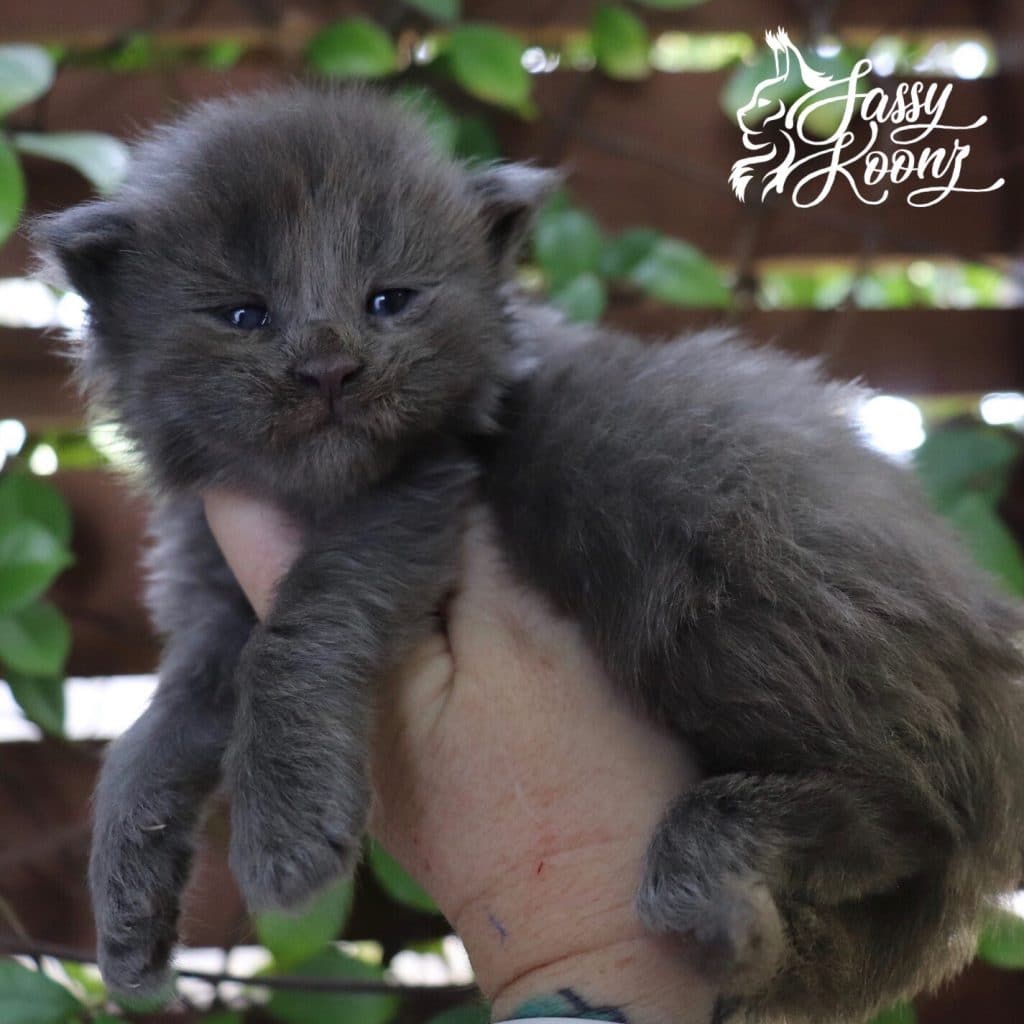 Bijou ⋆ Sassy Koonz Maine Coon Cattery Blue smoke Maine coon