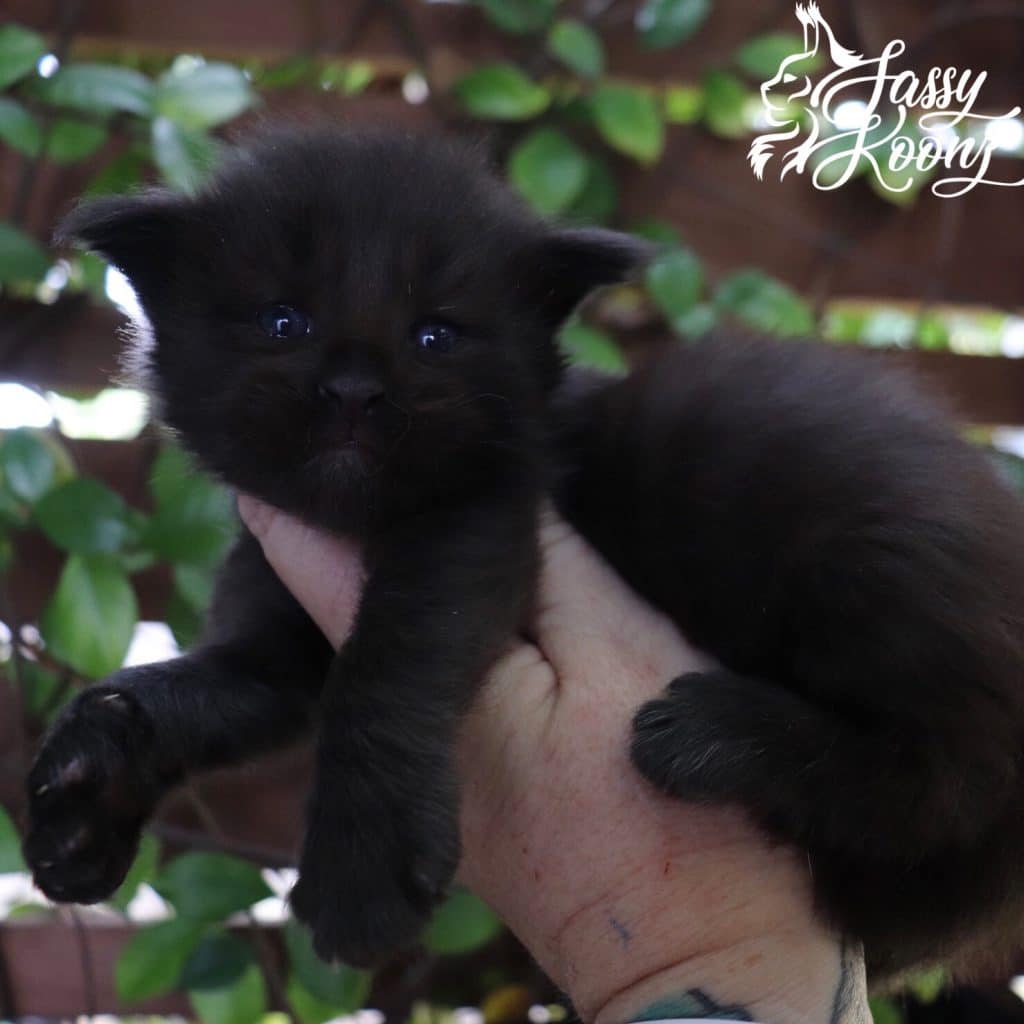 Hitman ⋆ Sassy Koonz Maine Coon Cattery Black Maine coon