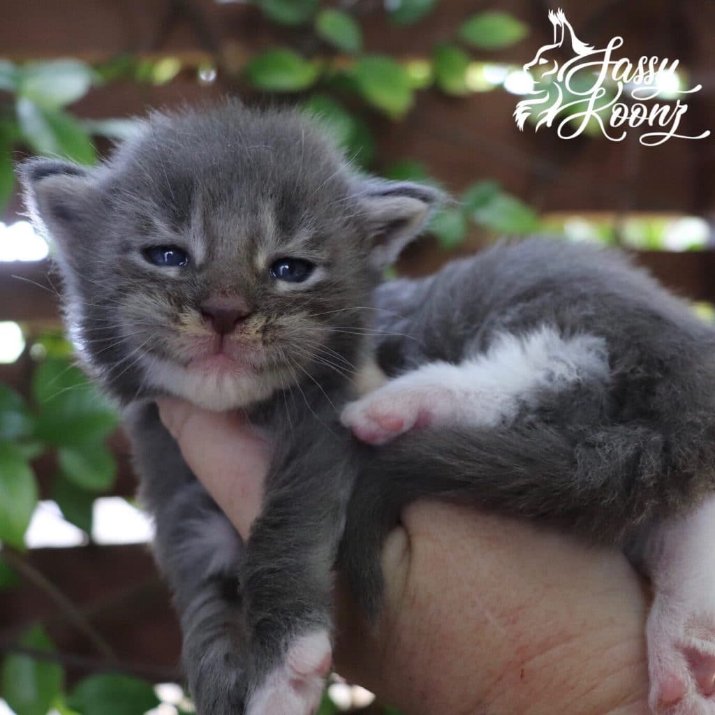 Innuendo ⋆ Sassy Koonz Maine Coon Cattery Blue tabby Maine coon