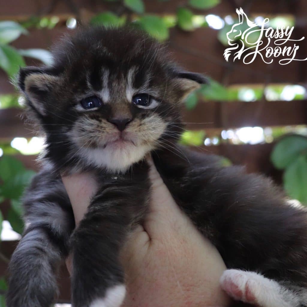 sassy Koonz Ga Ga ⋆ Sassy Koonz Maine Coon Cattery Black tabby Maine coon