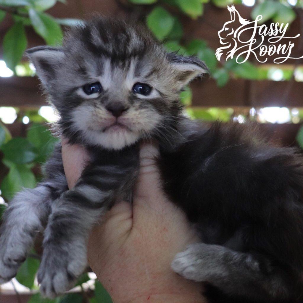 Sassy Koonz Loverboy ⋆ Sassy Koonz Maine Coon Cattery Black silver Maine coon