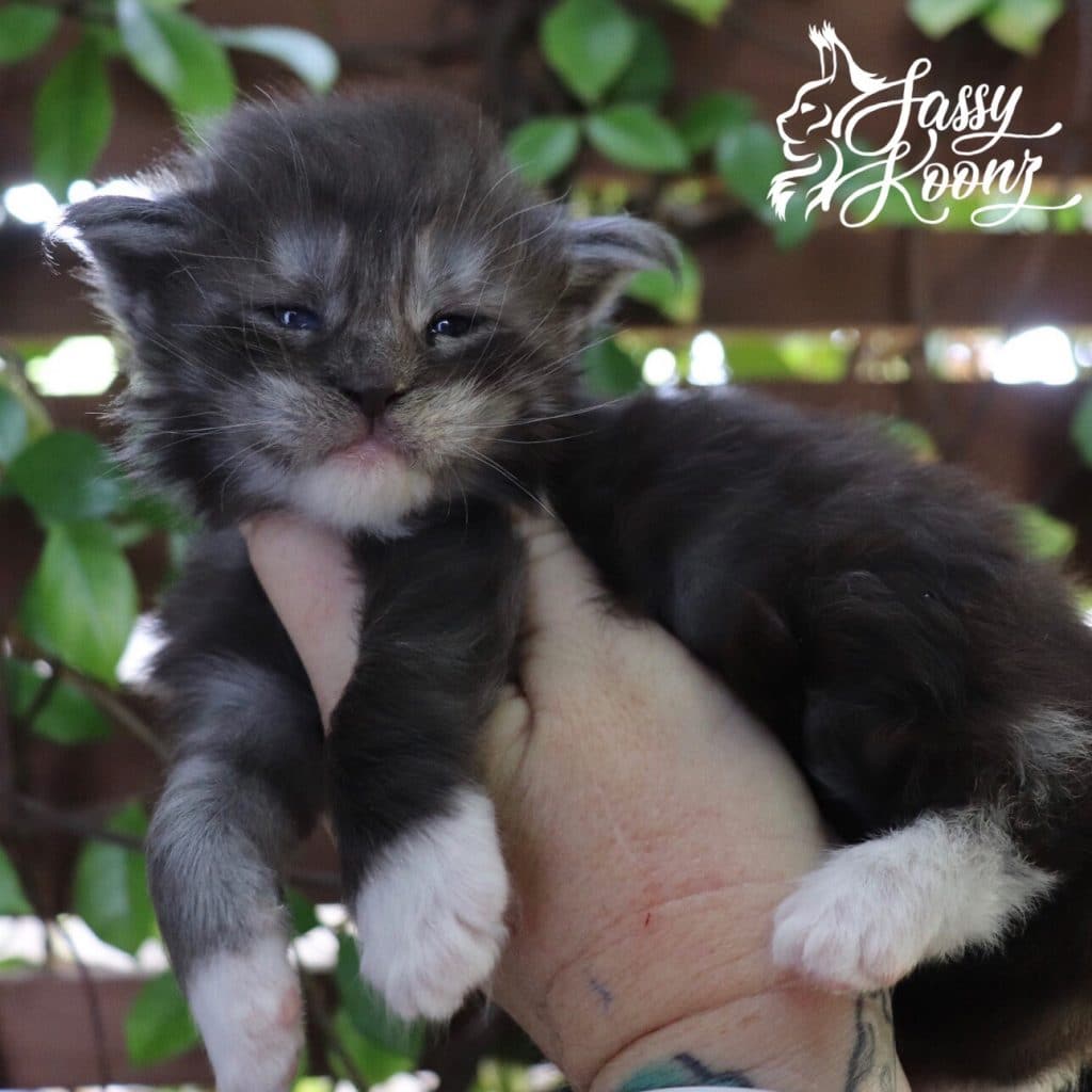 Rendezvous ⋆ Sassy Koonz Maine Coon Cattery Black smoke Maine coon