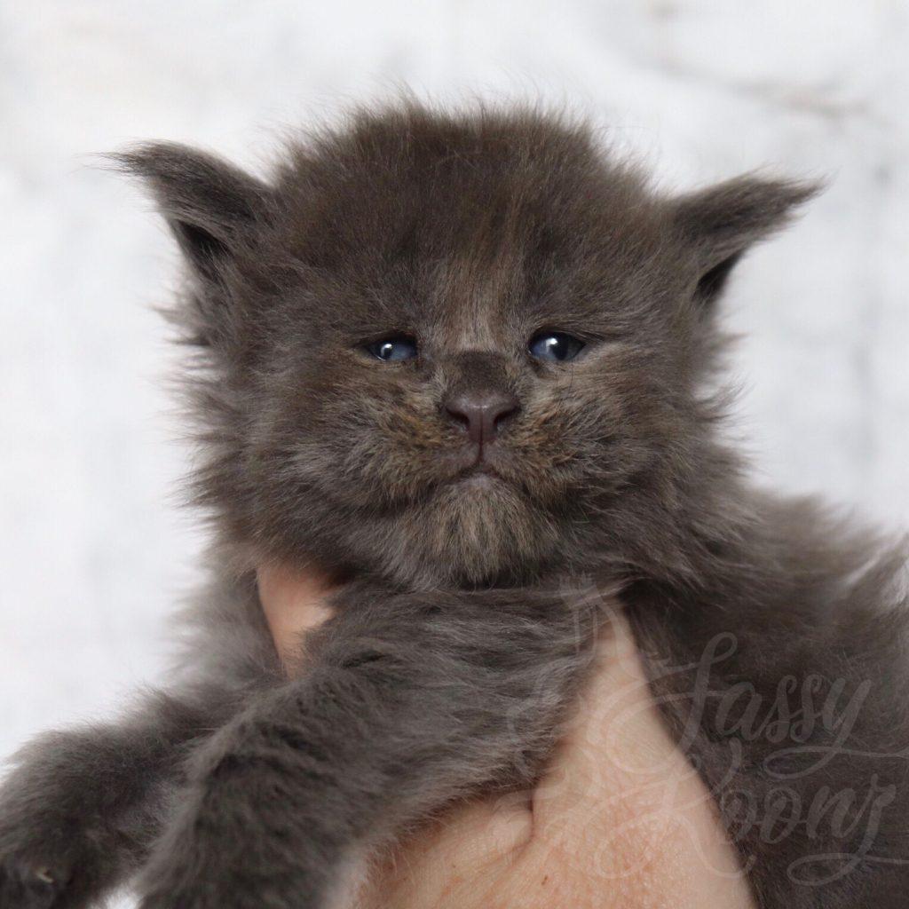 Sassy Koonz Bijou ⋆ Sassy Koonz Maine Coon Cattery Maine coon kittens for sale