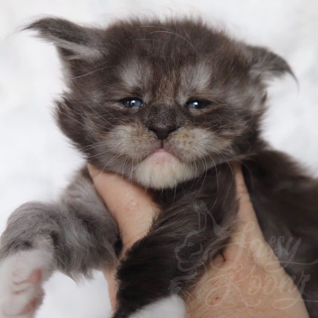 Sassy Koonz Rendezvous ⋆ Sassy Koonz Maine Coon Cattery Black smoke Maine coon