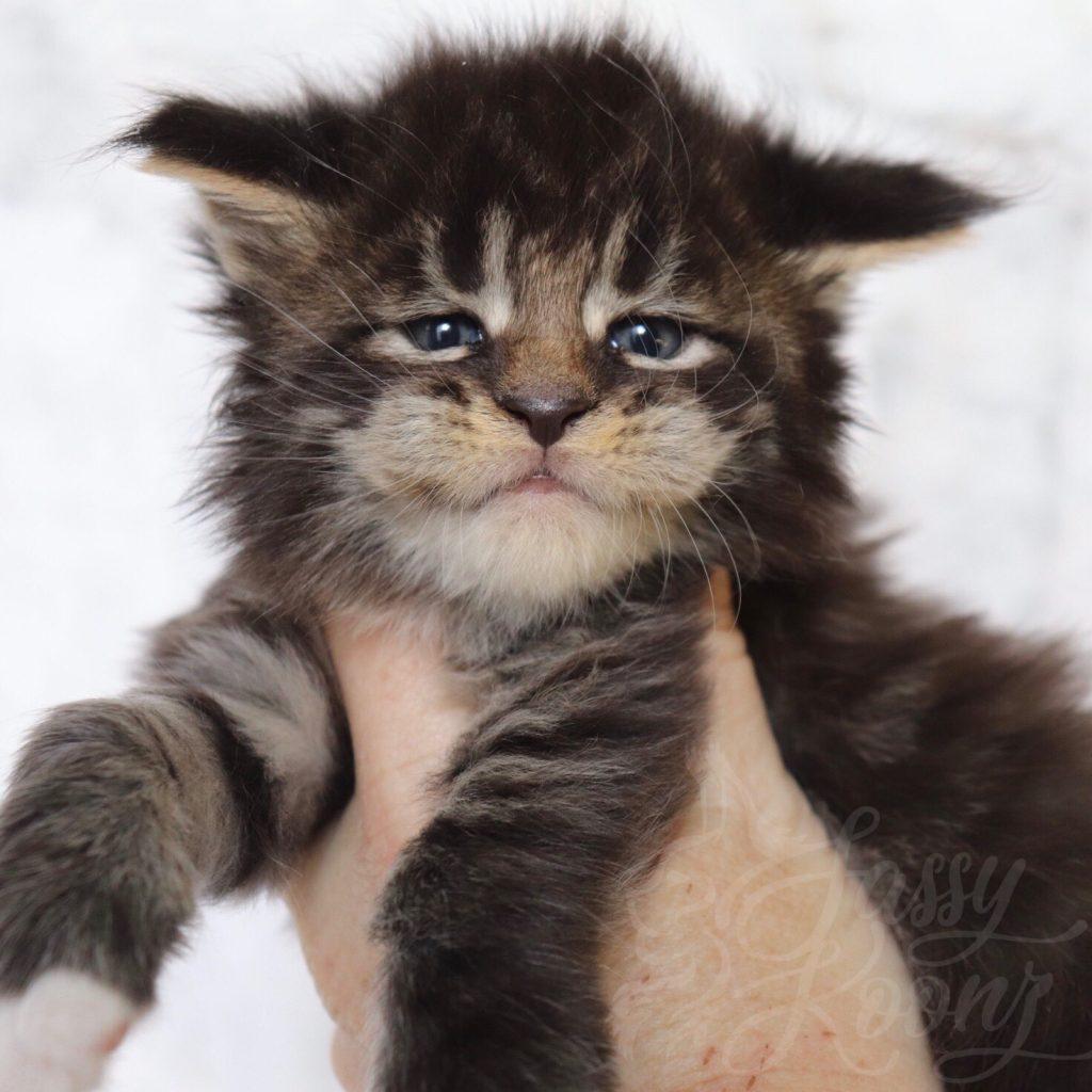 Sassy Koonz Ga Ga ⋆ Sassy Koonz Maine Coon Cattery Maine coon kittens