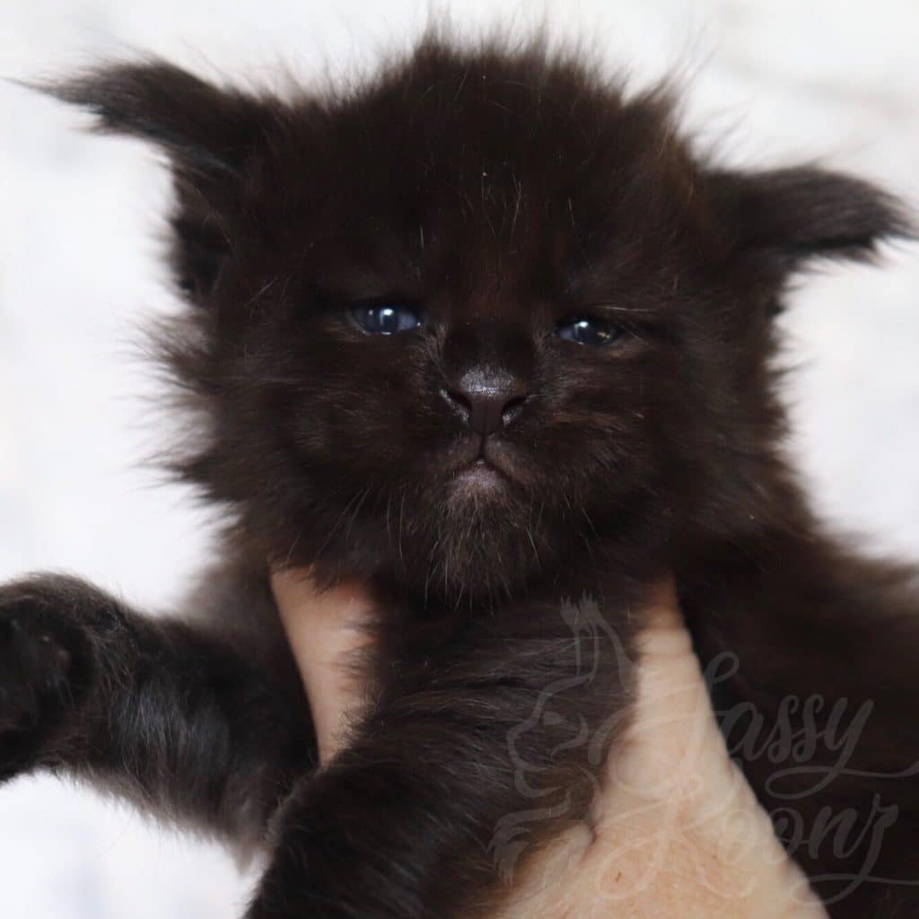 Sassy Koonz Hitman ⋆ Sassy Koonz Maine Coon Cattery Black Maine coon