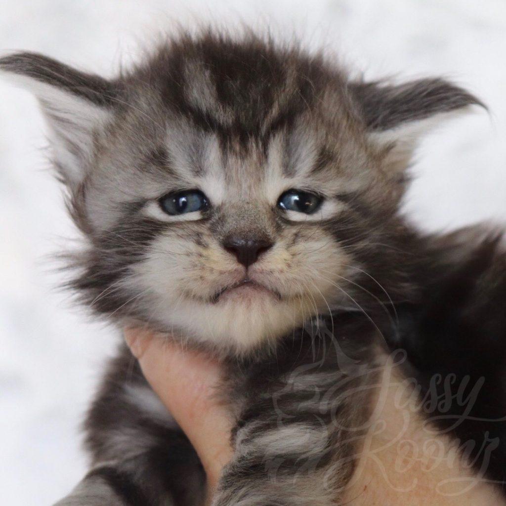 Sassy Koonz Loverboy ⋆ Sassy Koonz Maine Coon Cattery Silver Maine coon