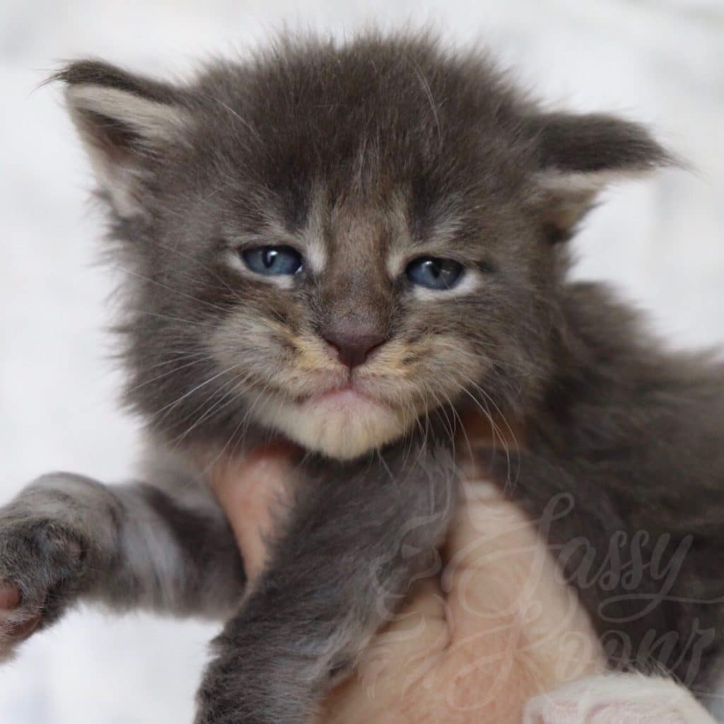 Sassy Koonz Innuendo ⋆ Sassy Koonz Maine Coon Cattery Maine coon kittens Florida