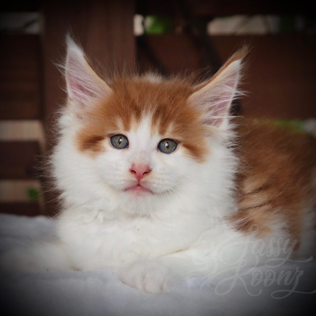 Kiss Me Once ⋆ Sassy Koonz Maine Coon Cattery Maine coon kitten red and white