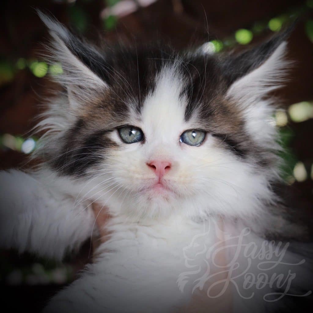 Kiss Me Deadly ⋆ Sassy Koonz Maine Coon Cattery Bicolor Maine coon kitten