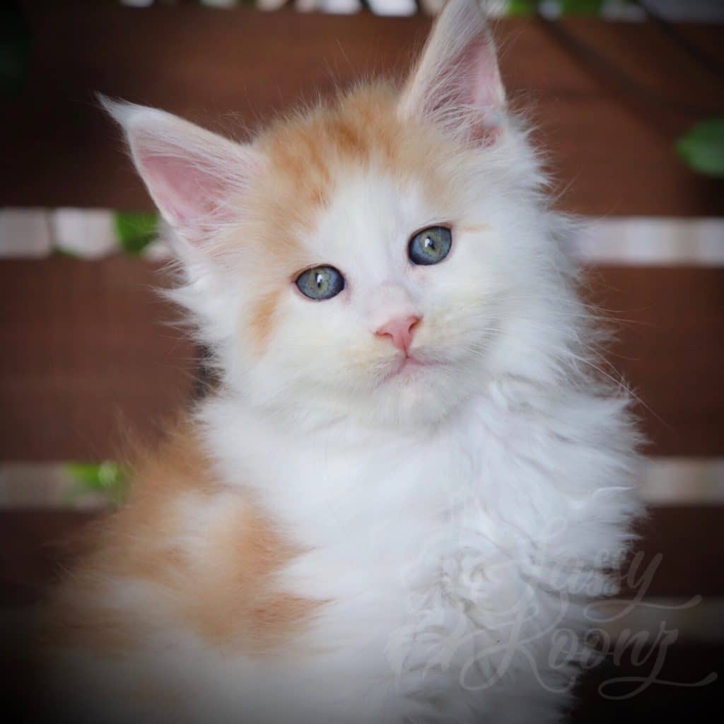 Kiss Me Twice ⋆ Sassy Koonz Maine Coon Cattery Reputable maine coon breeder kiss me twice 7 weeks old