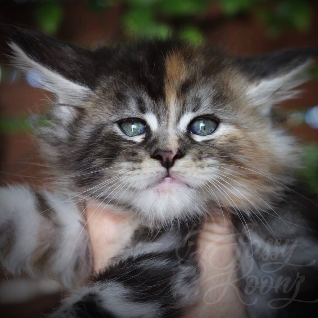 Stiletto ⋆ Sassy Koonz Maine Coon Cattery Silver torbie Maine coon