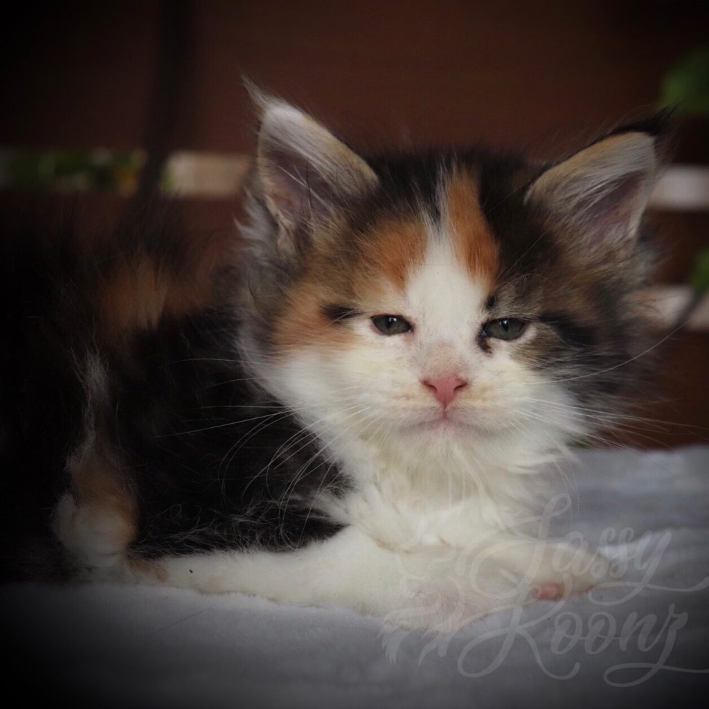 Shot of Poison ⋆ Sassy Koonz Maine Coon Cattery Maine coon breeder in Florida