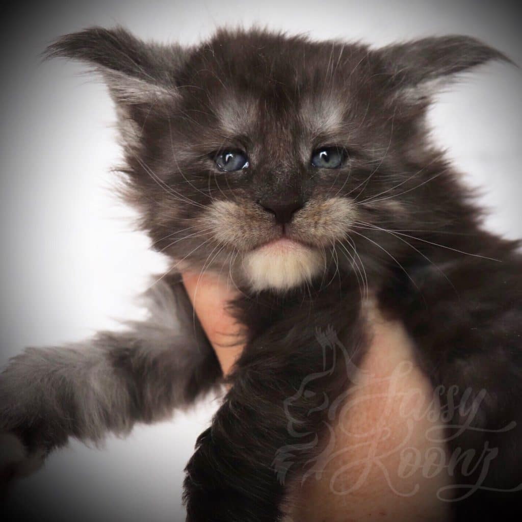 Rendezvous ⋆ Sassy Koonz Maine Coon Cattery Black smoke Maine Coon