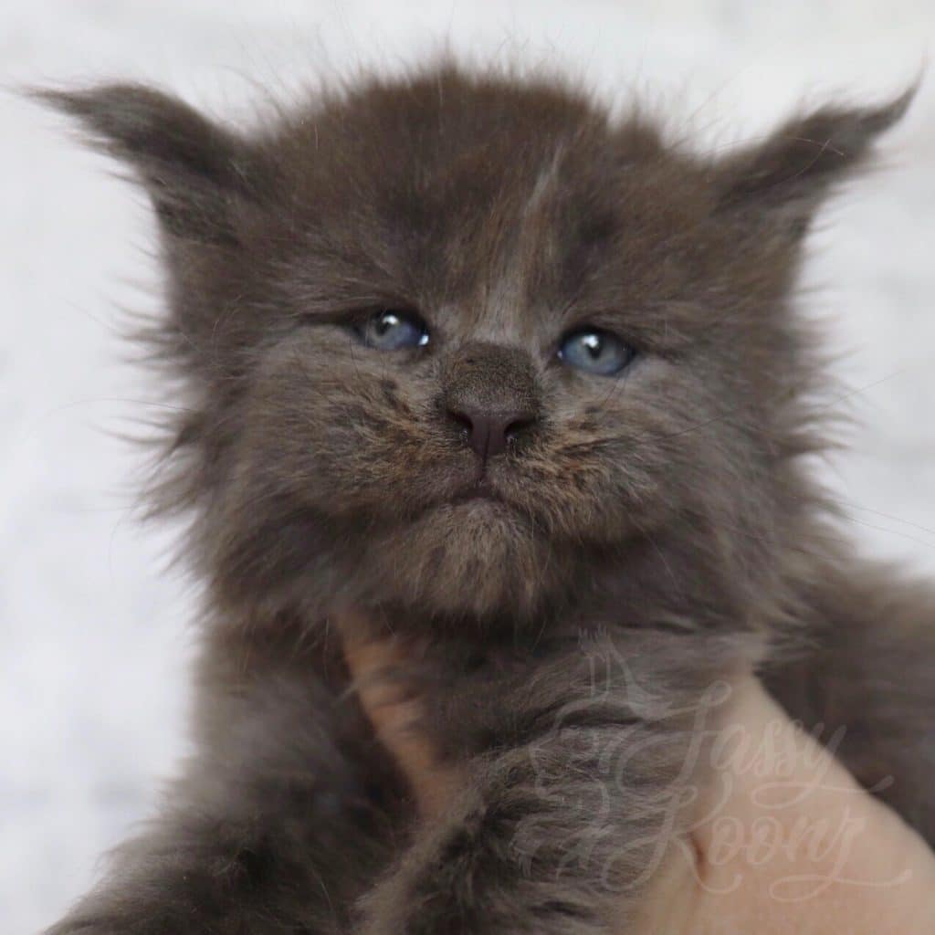 Bijou ⋆ Sassy Koonz Maine Coon Cattery Blue smoke Maine Coon