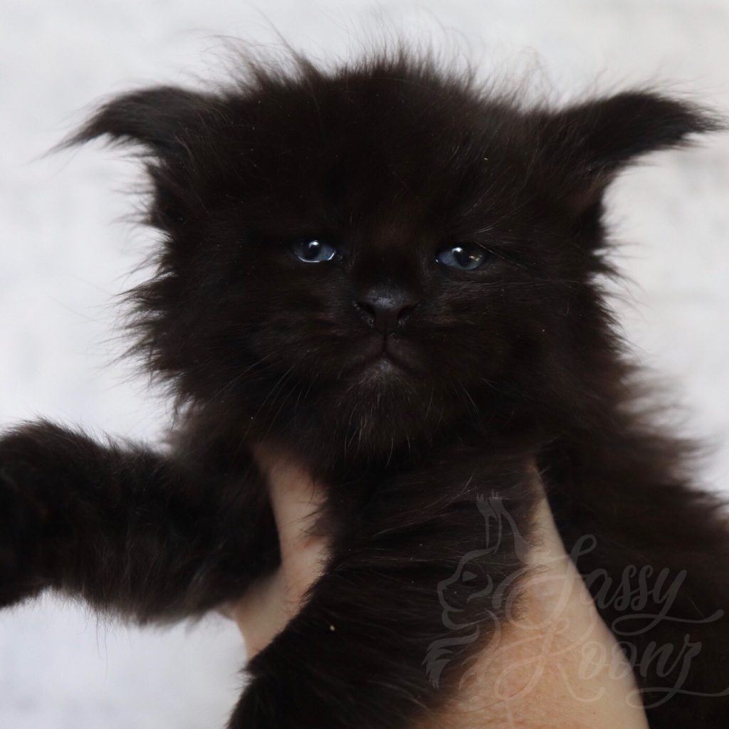 Hitman ⋆ Sassy Koonz Maine Coon Cattery Black Maine Coon
