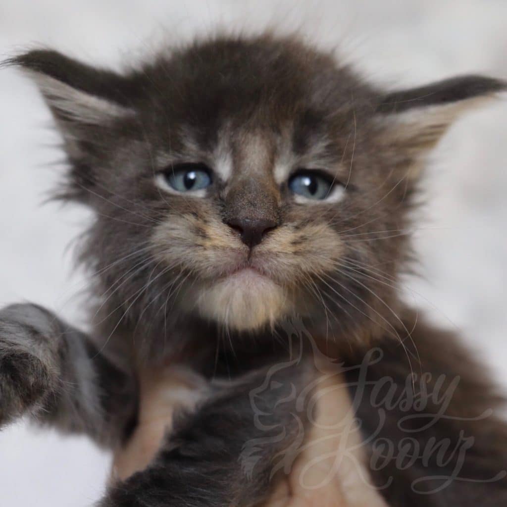 Innuendo ⋆ Sassy Koonz Maine Coon Cattery Florida Maine Coon kittens