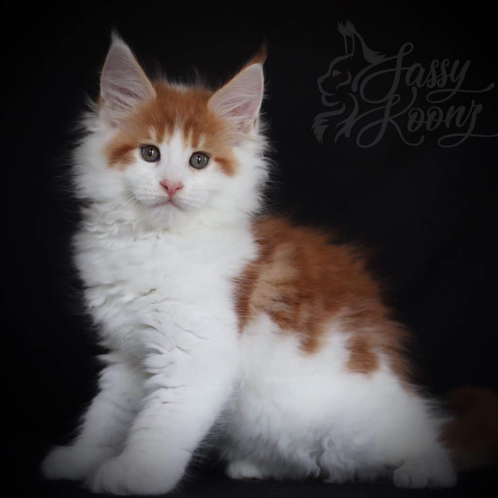 Kiss Me Once ⋆ Sassy Koonz Maine Coon Cattery european maine coon kittens for sale