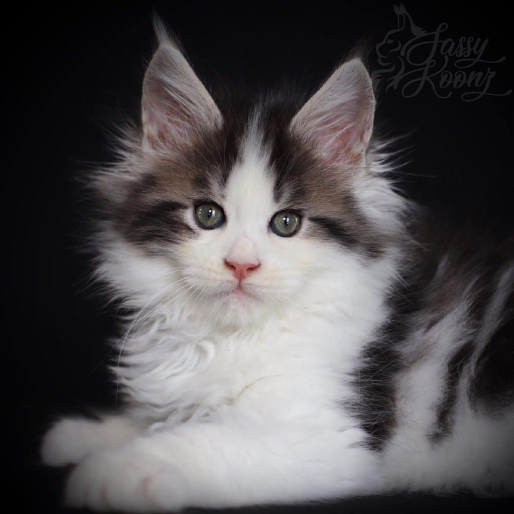 Kiss Me Deadly ⋆ Sassy Koonz Maine Coon Cattery european maine coon kitten