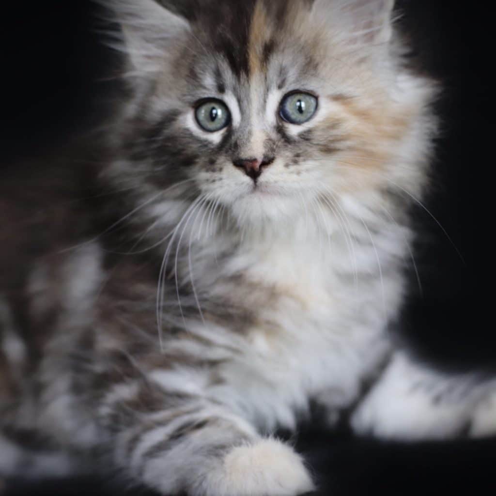 Stiletto ⋆ Sassy Koonz Maine Coon Cattery maine coon kittens florida