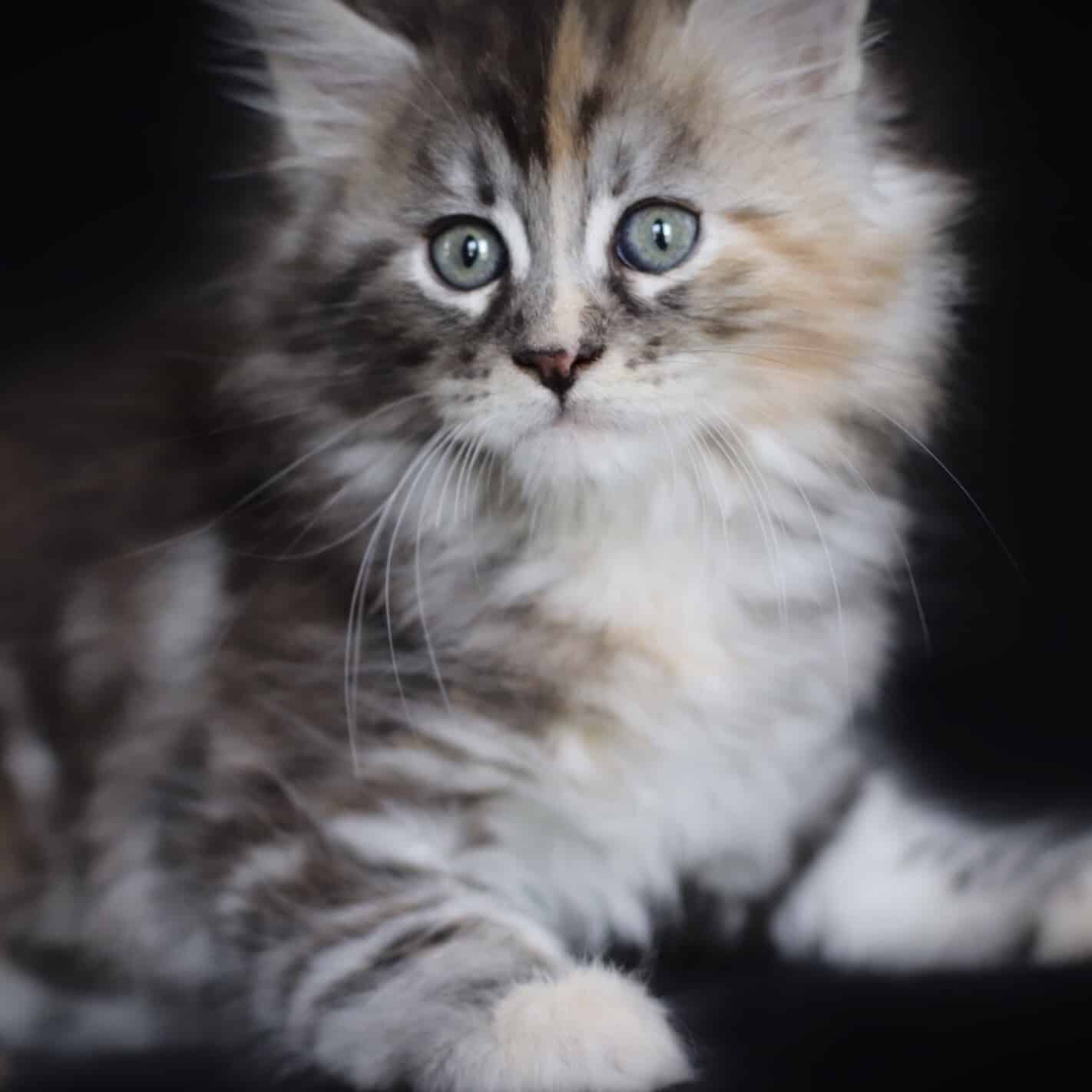 Stiletto ⋆ Sassy Koonz | Maine Coon Cats and Kittens