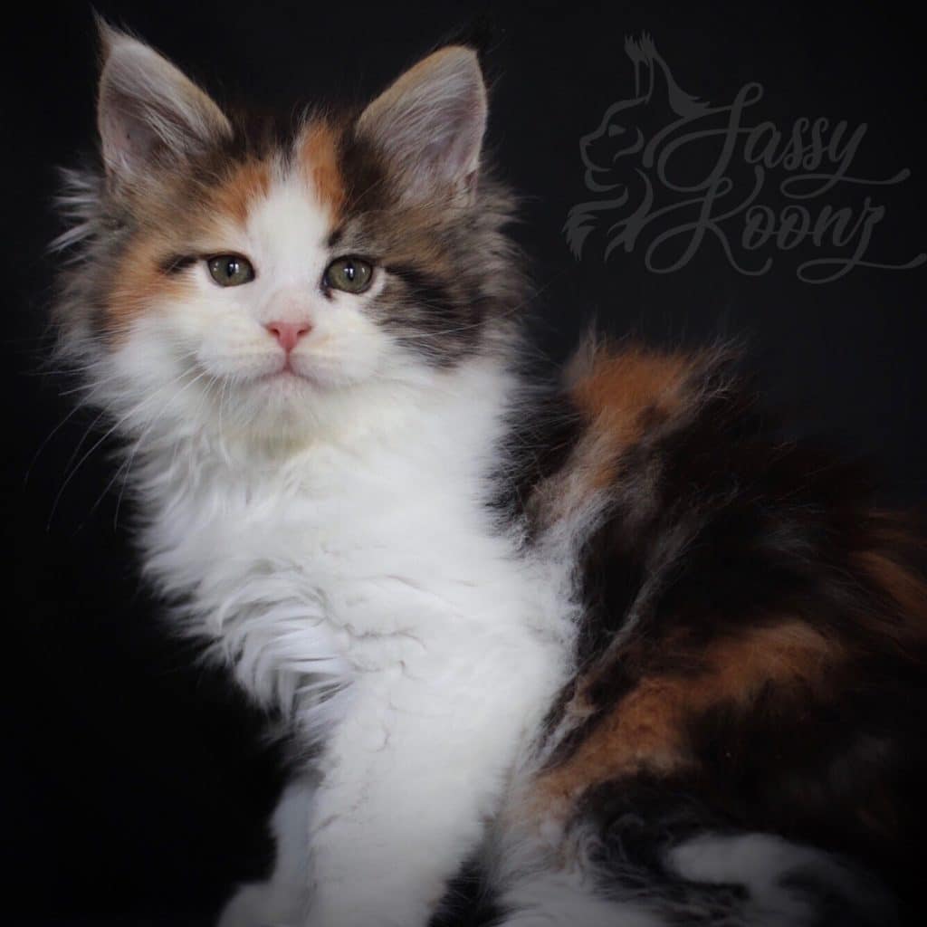 Shot of Poison ⋆ Sassy Koonz Maine Coon Cattery calico maine coon kitten for sale