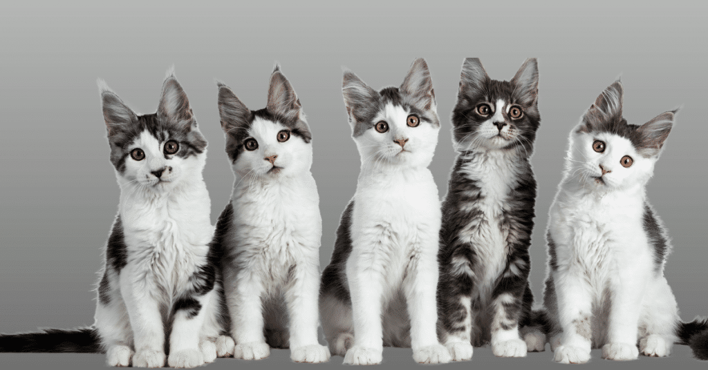 kittens travel by car