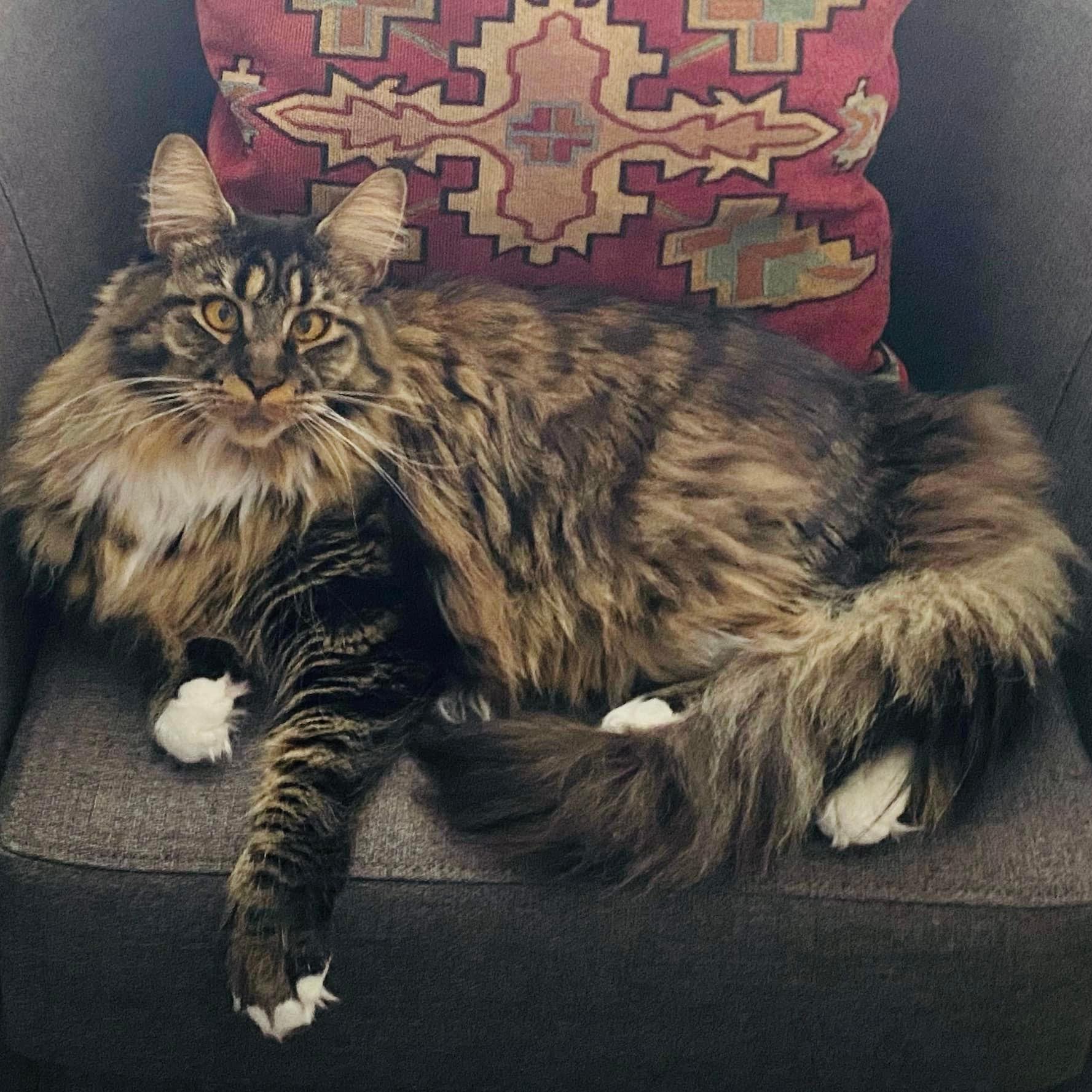 maine-coon-cat ⋆ Sassy Koonz Maine Coon Cattery maine coon cat