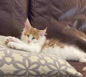 1FD054BE-8F8D-48AB-ADA3-6801578AA95E.jpeg ⋆ Sassy Koonz Maine Coon Cattery Maine coon kittens for sale Texas