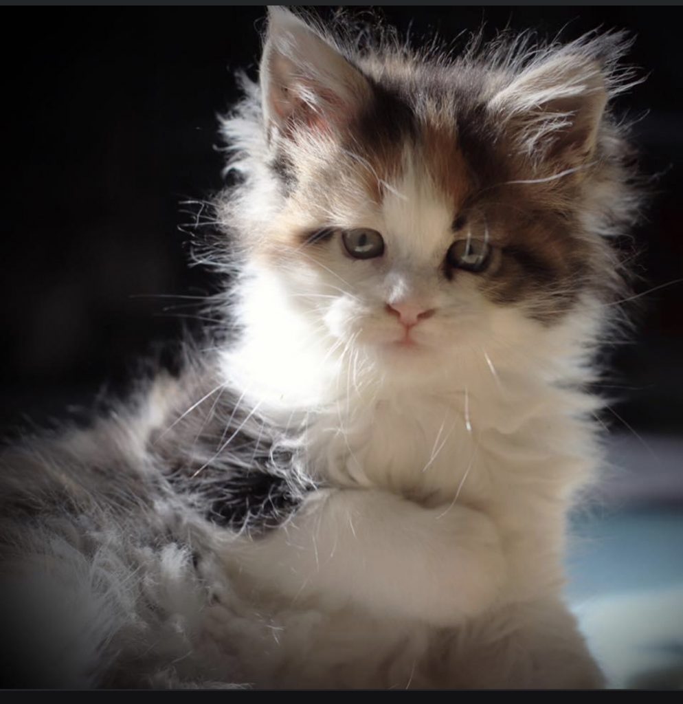 maine coon kittens for sale