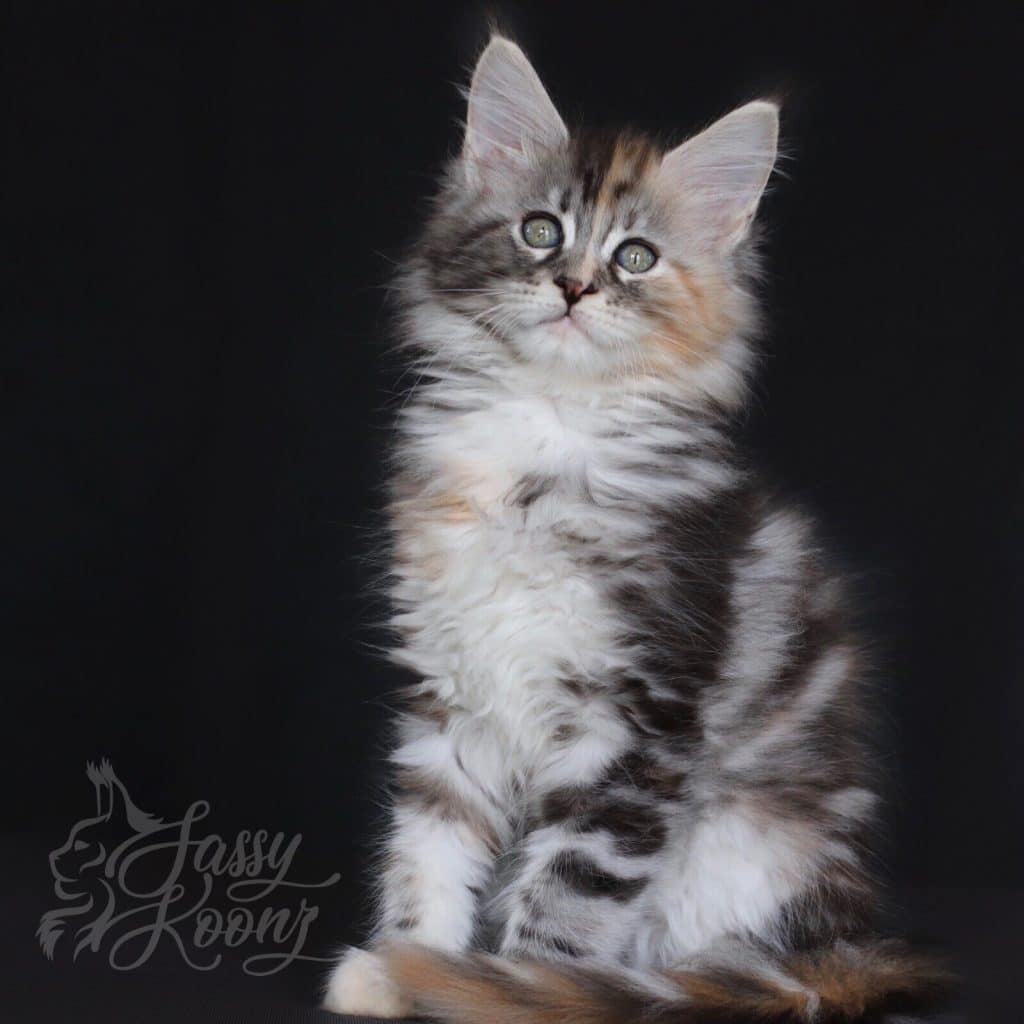 Stiletto ⋆ Sassy Koonz Maine Coon Cattery maine coon kittens texas