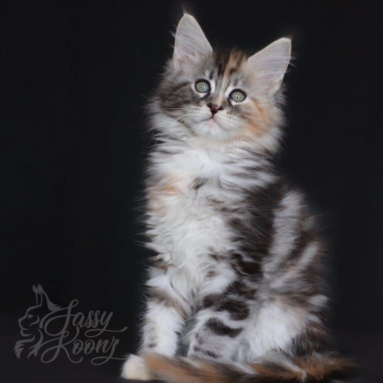 maine coon kittens texas