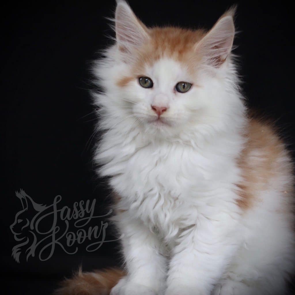 Kiss Me Twice ⋆ Sassy Koonz Maine Coon Cattery Maine coon kittens for sale 9 weeks old kiss me twice