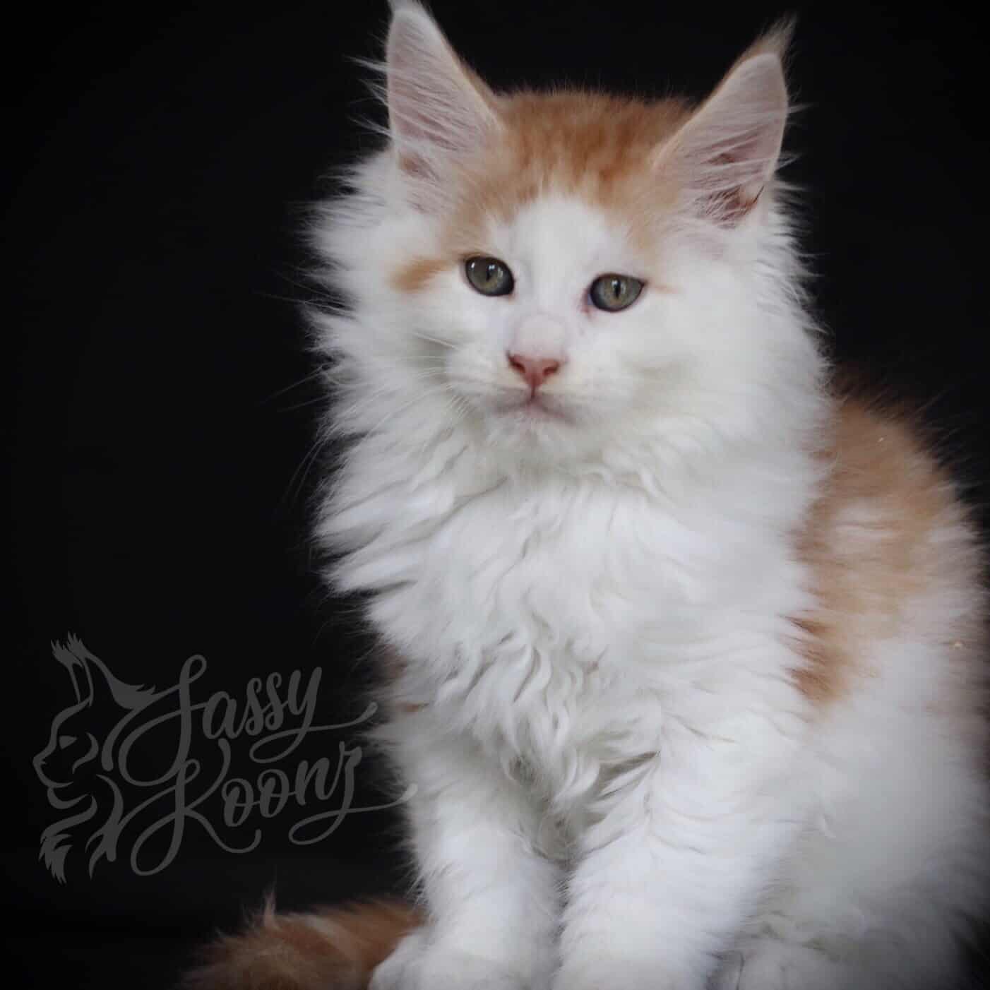 Kiss Me Twice ⋆ Sassy Koonz Maine Coon Cattery Maine coon kittens for sale