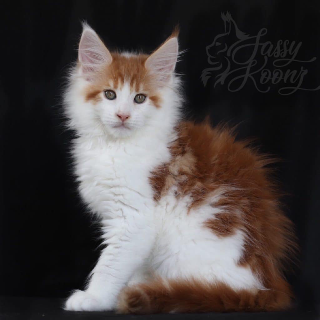 Kiss Me Once ⋆ Sassy Koonz Maine Coon Cattery Maine coon kittens