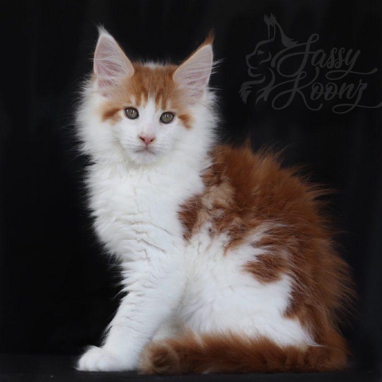 Maine coon kittens