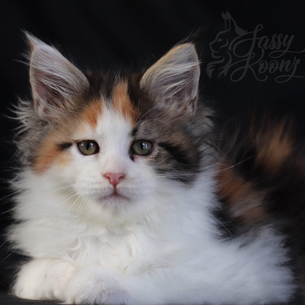 Shot of Poison ⋆ Sassy Koonz Maine Coon Cattery Maine coon breeders Florida