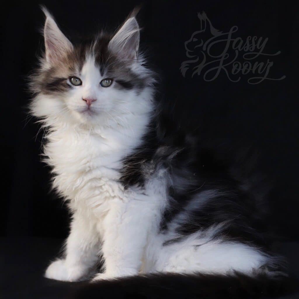 Kiss Me Deadly ⋆ Sassy Koonz Maine Coon Cattery Maine coon kittens
