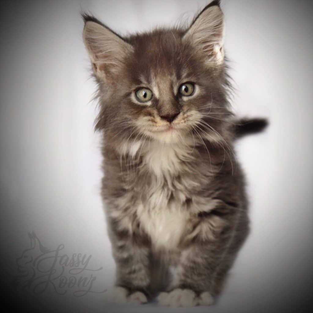 Innuendo ⋆ Sassy Koonz Maine Coon Cattery Adorable Maine coon kitten
