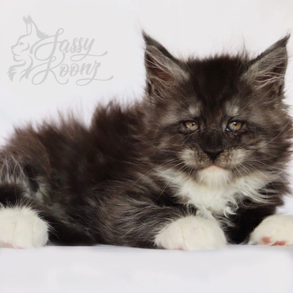 Rendezvous ⋆ Sassy Koonz Maine Coon Cattery Reputable Maine coon bReeders