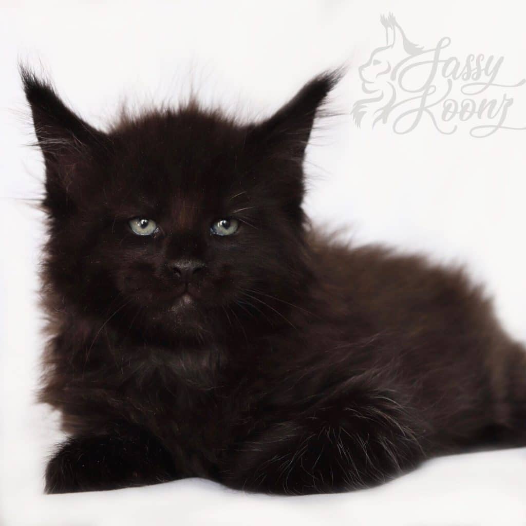 Hitman ⋆ Sassy Koonz Maine Coon Cattery Black Maine coon