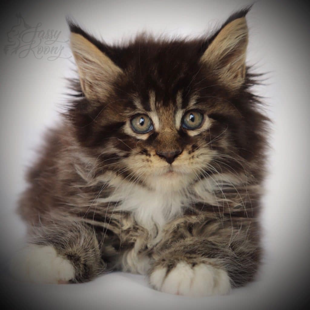Ga Ga ⋆ Sassy Koonz Maine Coon Cattery Brown tabby Maine coon