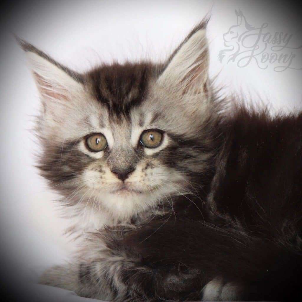 Silver Maine coon kittens for sale