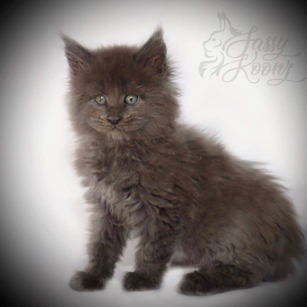 Bijou ⋆ Sassy Koonz Maine Coon Cattery Blue smoke Maine coon kitten