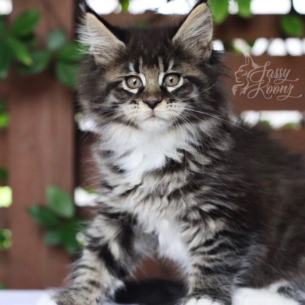 Ga Ga ⋆ Sassy Koonz Maine Coon Cattery Brown tabby Maine coon