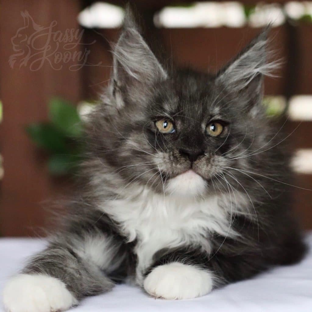 Rendezvous ⋆ Sassy Koonz Maine Coon Cattery Black smoke Maine coon