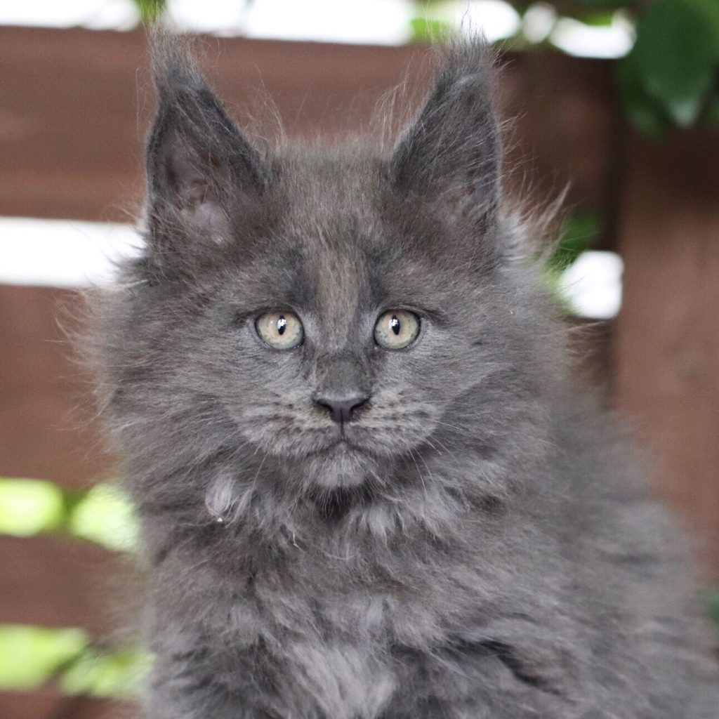 Bijou ⋆ Sassy Koonz Maine Coon Cattery Adopt a Maine coon