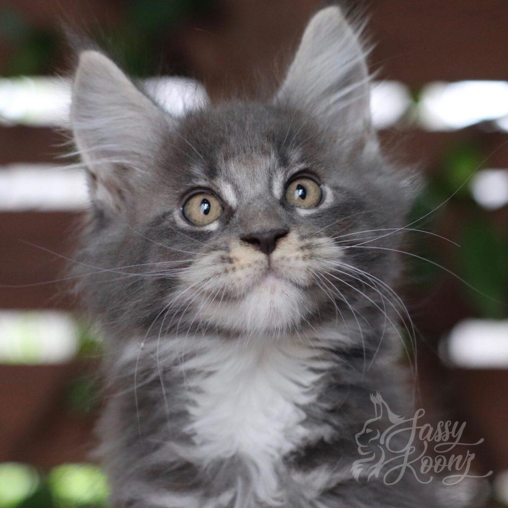 innuendo ⋆ Sassy Koonz Maine Coon Cattery Maine coon kittens Georgia