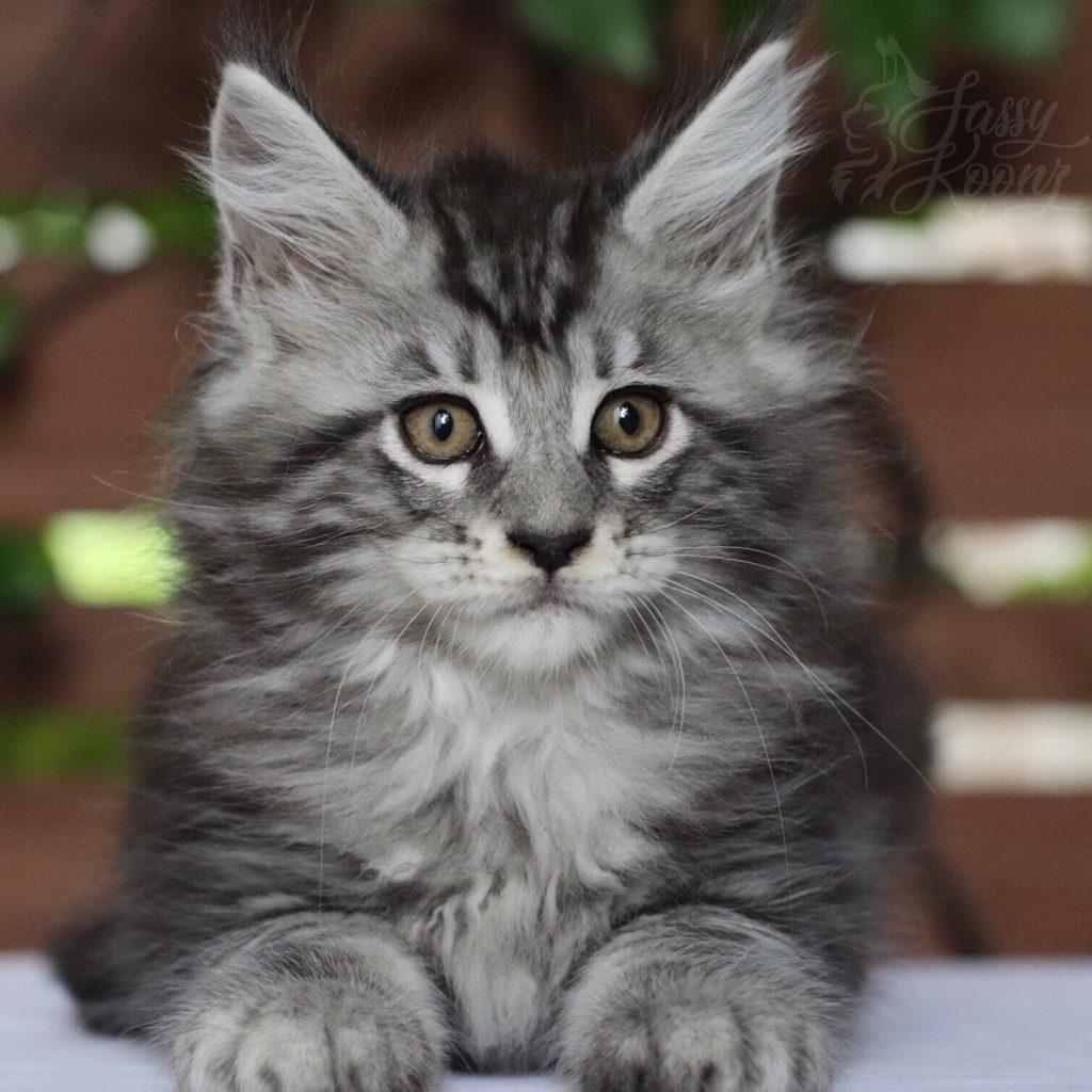 Maine coon kittens