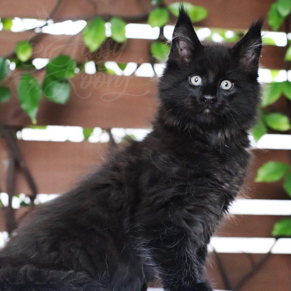 Hitman ⋆ Sassy Koonz Maine Coon Cattery Black Maine coon